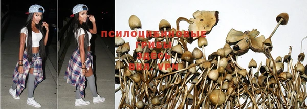 ПСИЛОЦИБИНОВЫЕ ГРИБЫ Козельск